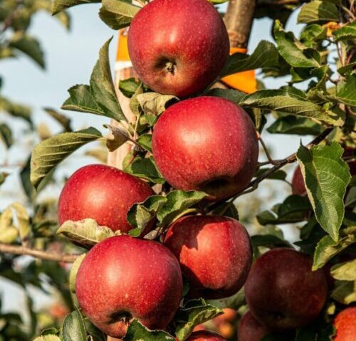Apple Picking Open Day